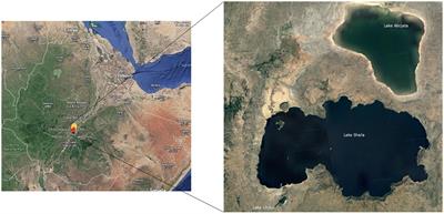 Prokaryotic and eukaryotic microbial diversity from three soda lakes in the East African Rift Valley determined by amplicon sequencing